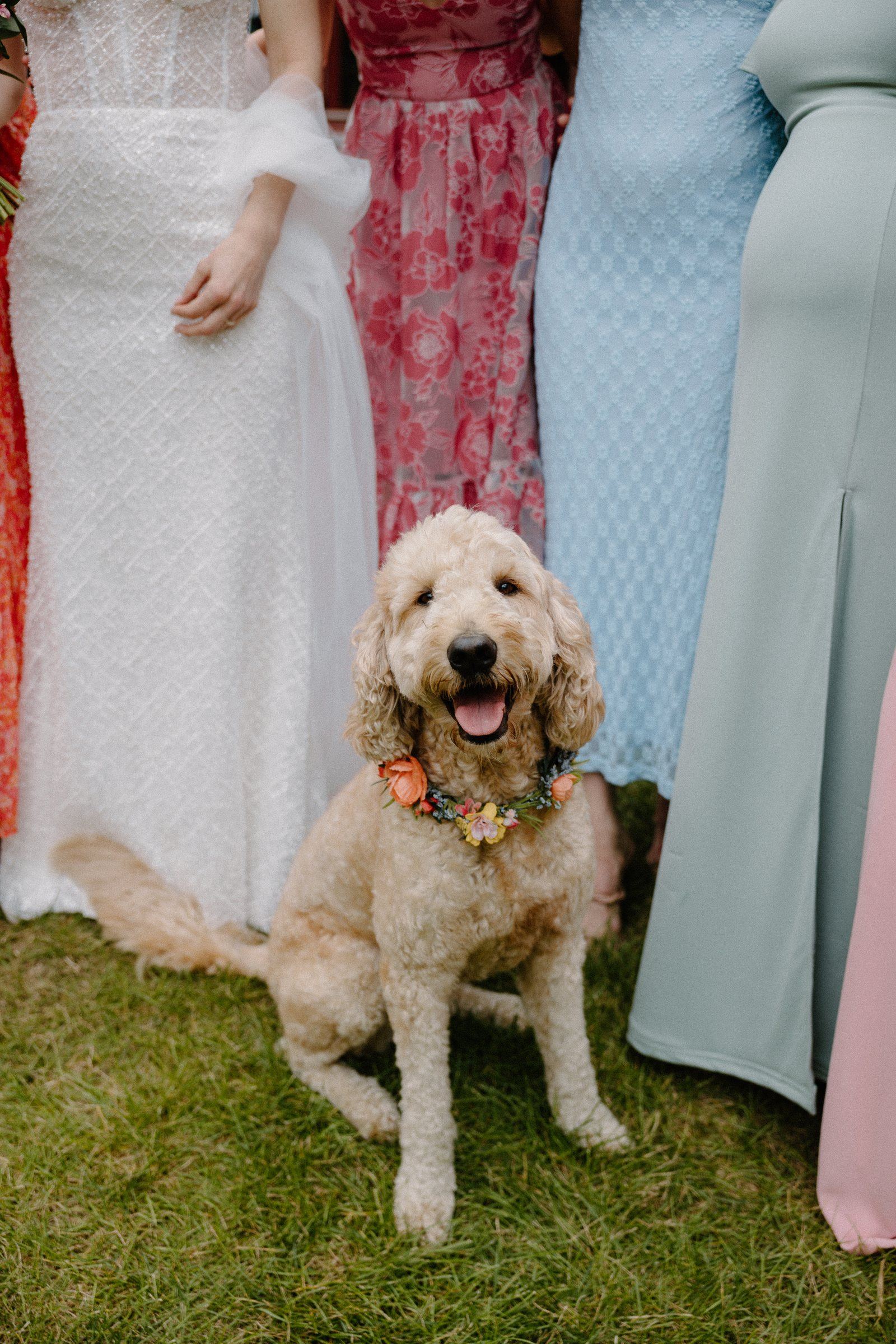 A golden doodle in a flower collar among the bridesmaids