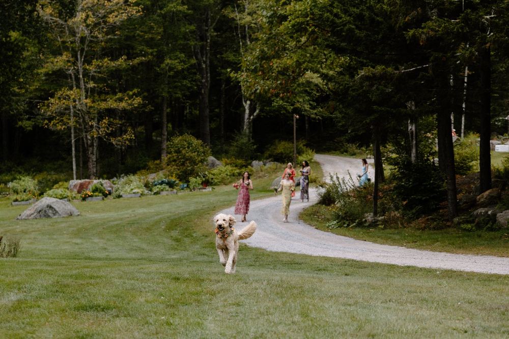 A dog running up the lane to the party