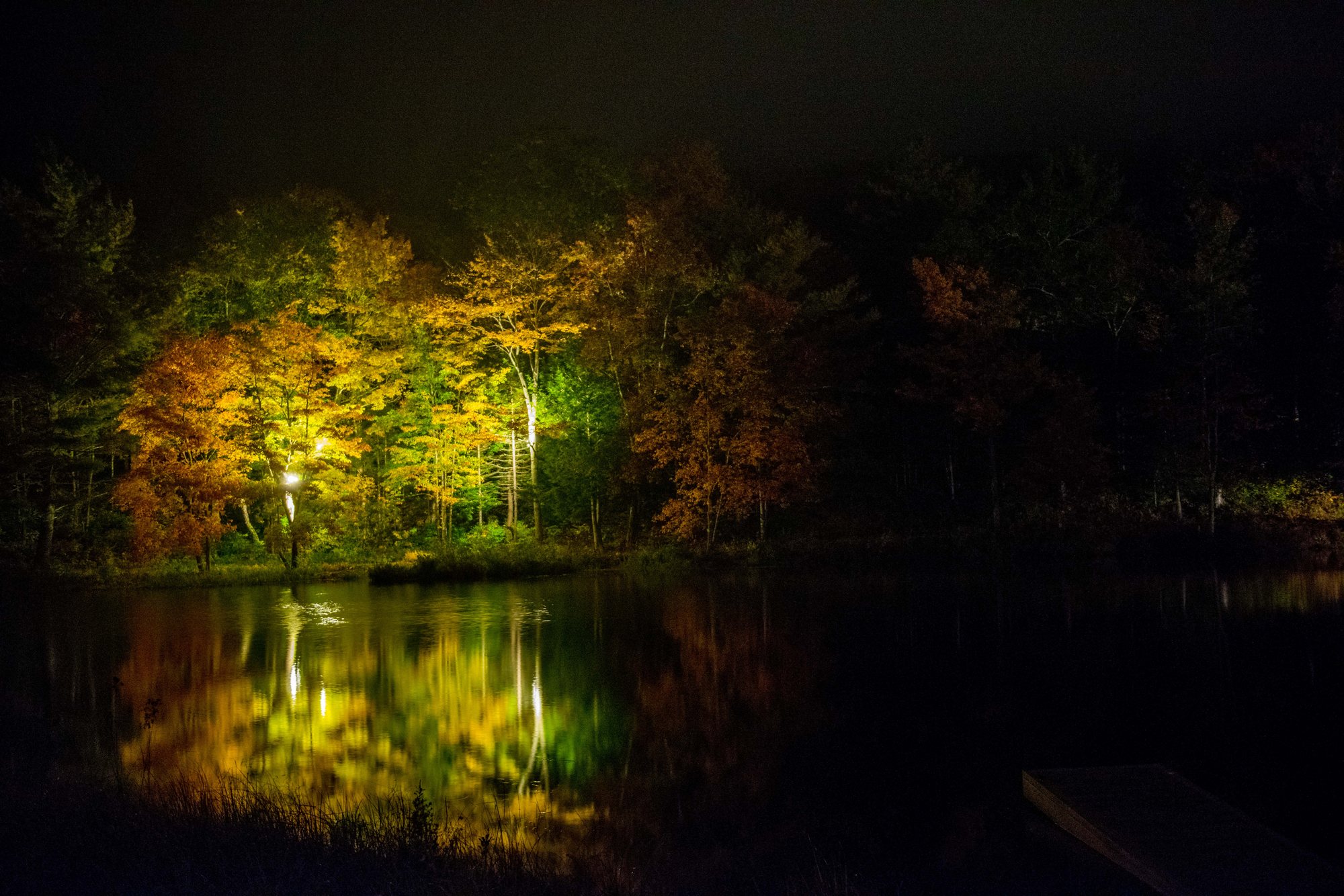 Lights in the trees reflected in the pond