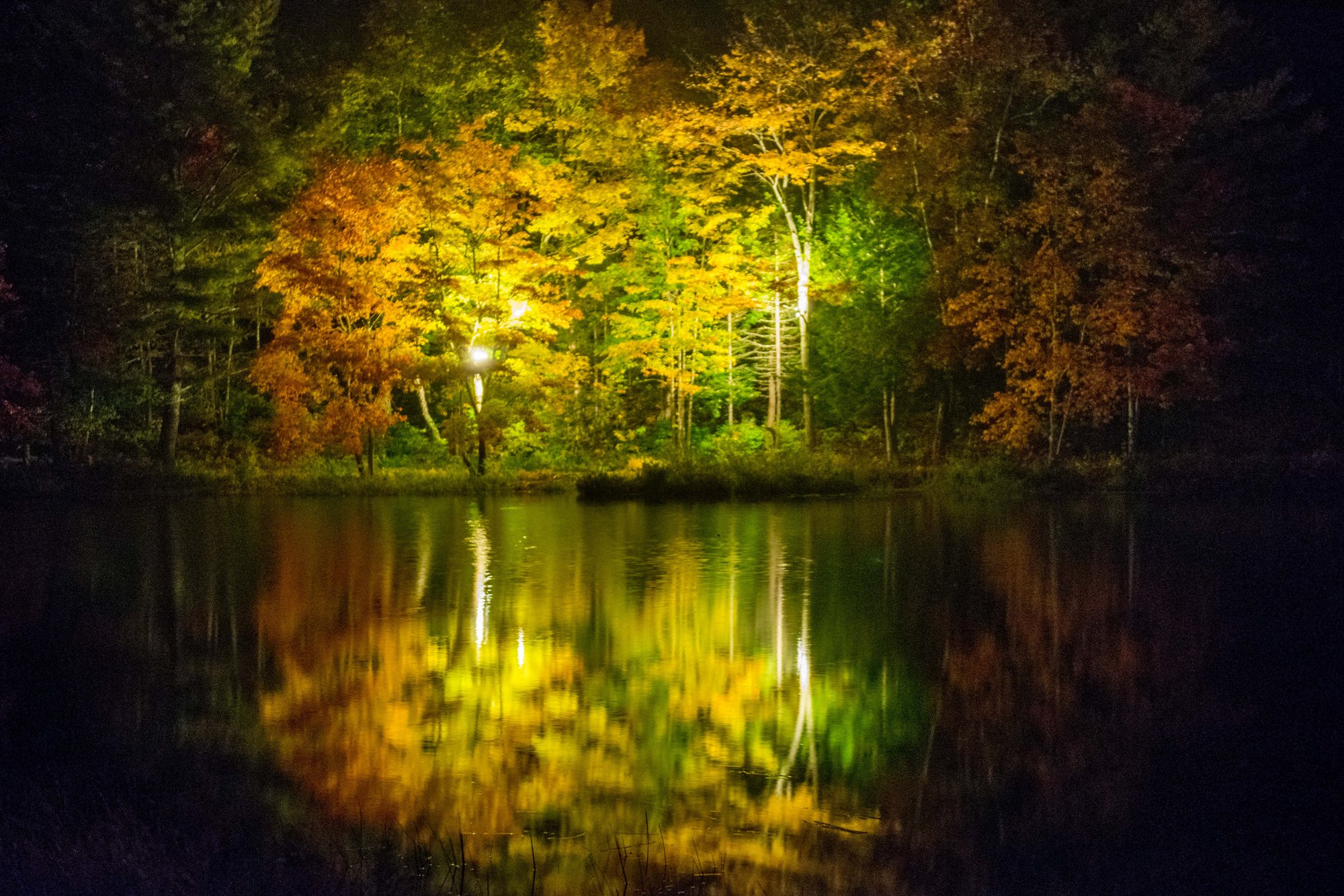 Fall color lit up along the shore at night