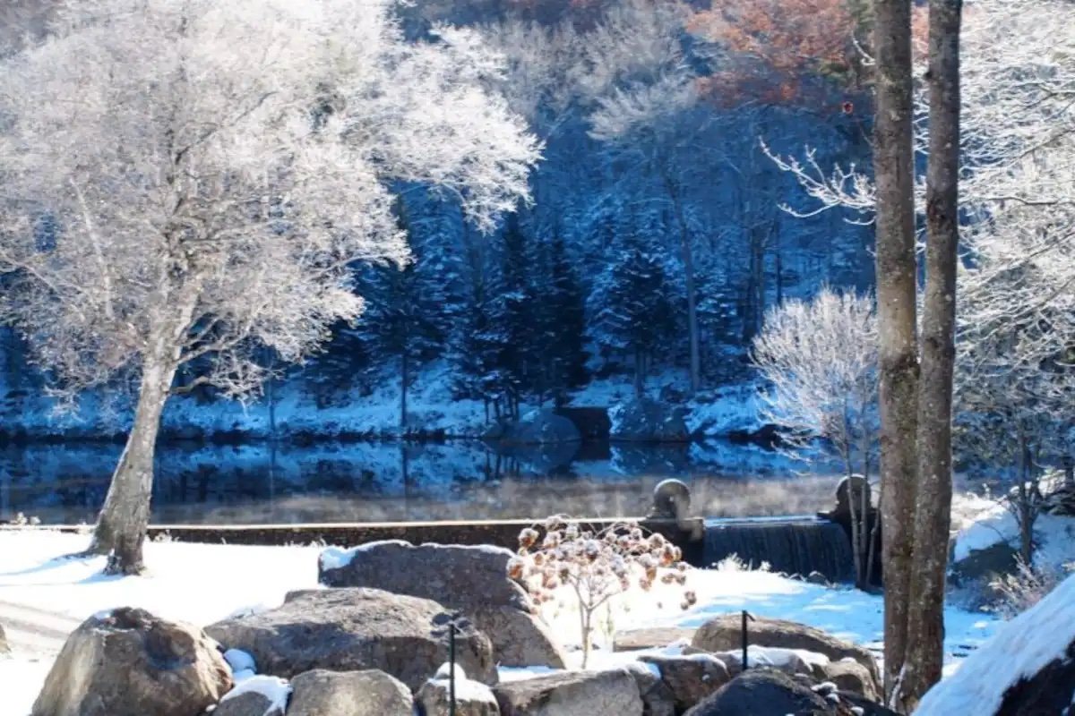Frost on the trees above the falls