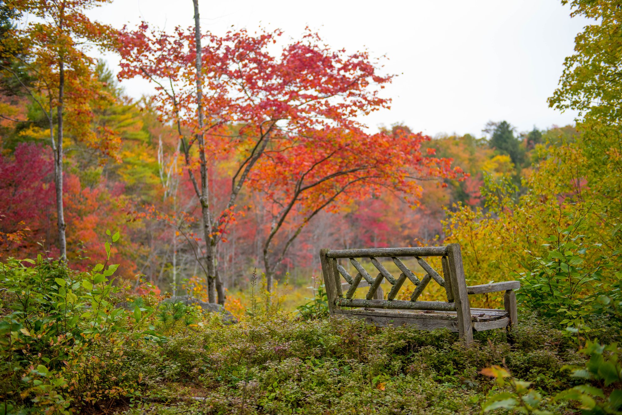 A bench in the maples in October