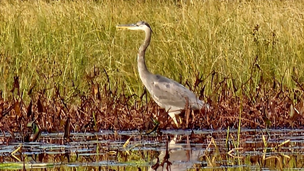 A great blue heron in the marsh grass